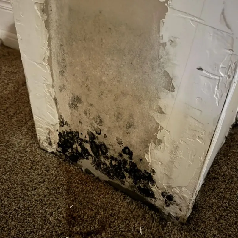 Professional Mold Removal in Pensacola, FL